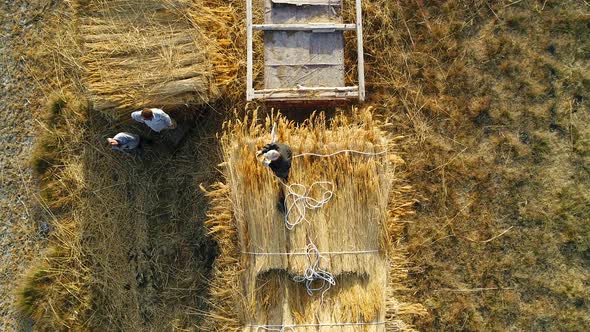 Peasants Reeds on the Tractor Loading