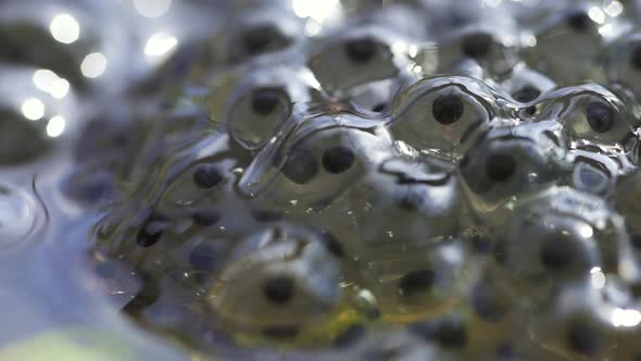 Embryos Tadpoles Caviar Moving in Eggs of Frog Roe in a Pond Spbd. Polliwog Closeup in Water. Spawn