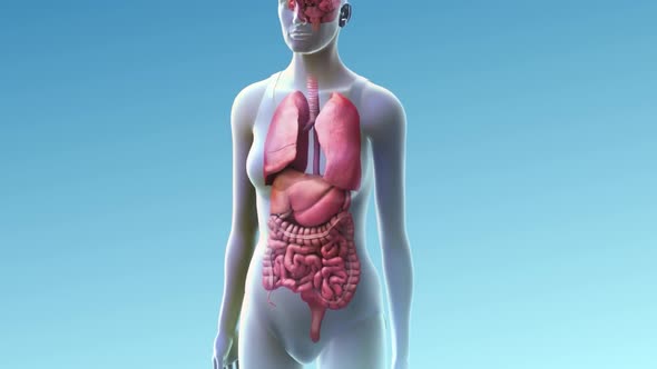 3D render animation presentation of small intestine in a female body