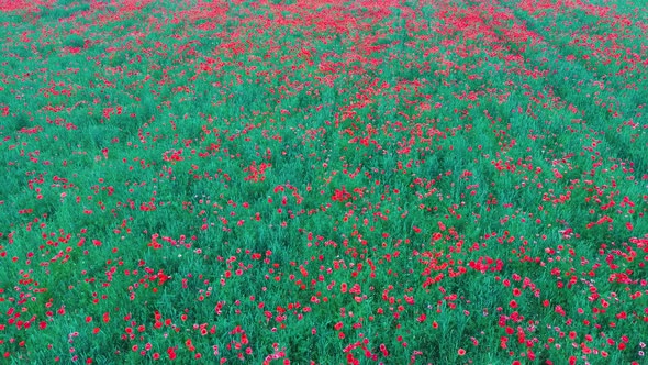 Field of Blossoming Red Poppies Summer Landscape Meadow. Aerial Dron Shoot. 