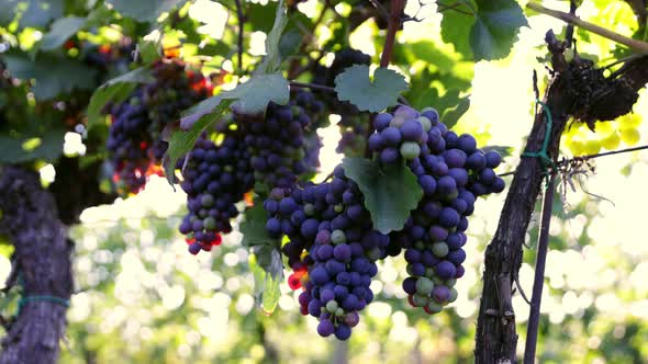 Slow Motion Shot of Ripe Red Grapes in Sunny Vineyard