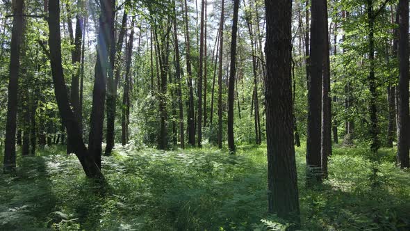 Beautiful Green Forest on a Summer Day Slow Motion