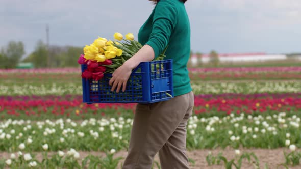 Female Farmer Walking in Tulip Field Holding Box Full of Freshly Cut Tulips