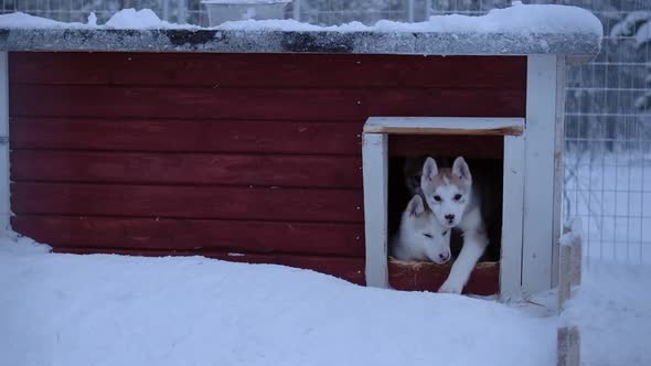 A Family Of Gray Siberian Husky Running Out Of The Red Dog House In Lapland Region. -medium shot