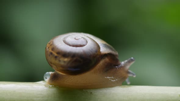 Life of snails in the nature