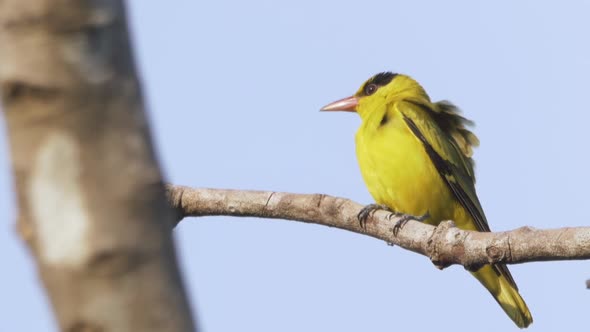 Cute Little Yellow Black-naped Oriole Bird In Asia