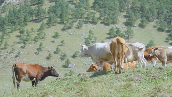 Cow Herd on Green Grass Pasture Among Hills