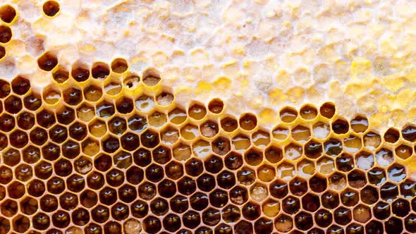 Honey Frame with Sealed Honey and Brood Closeup  Slow Motion