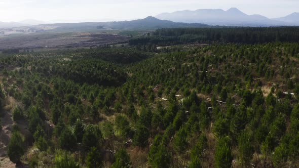 Hills covered in young pine tree plantation, reforestation project from logging industry, aerial