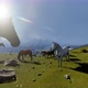Paradise Of Horses - VideoHive Item for Sale