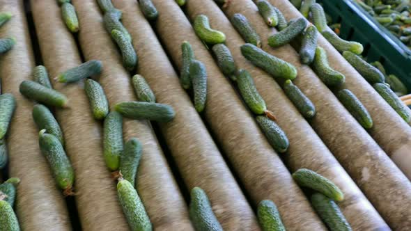 Processing of Fresh Cucumbers