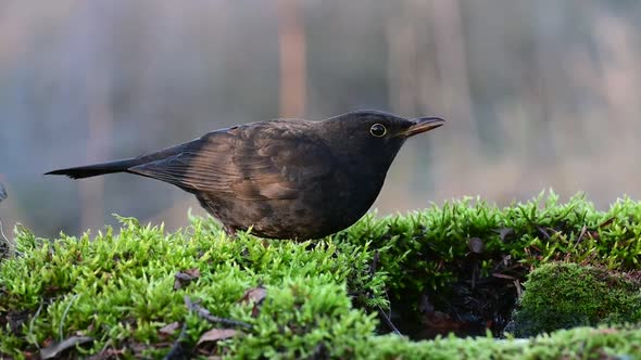 Bird Juvenile blackbird, Turdus merula, in the wild