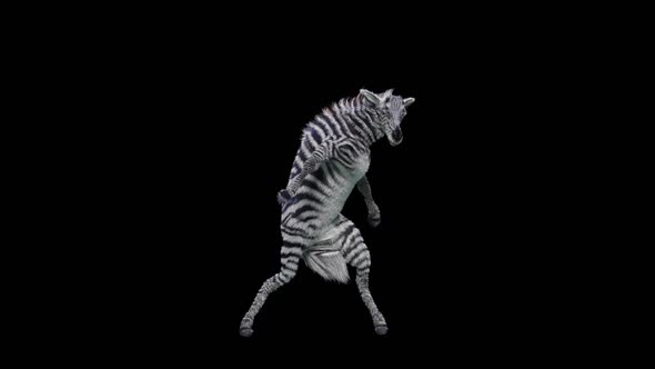 65 Zebra Dancing HD