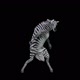 65 Zebra Dancing HD - VideoHive Item for Sale