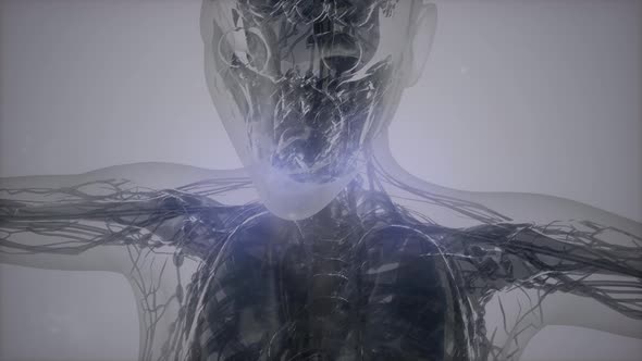 3D Magnetic Resonance Image Scan alt