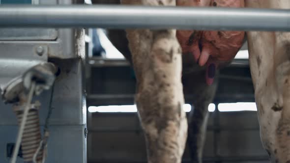 Cow Milking Technology Modern Dairy Farm Close Up