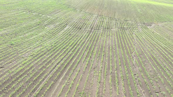 Rows in the field of Corn Zea Mays  with landslide 4K aerial video