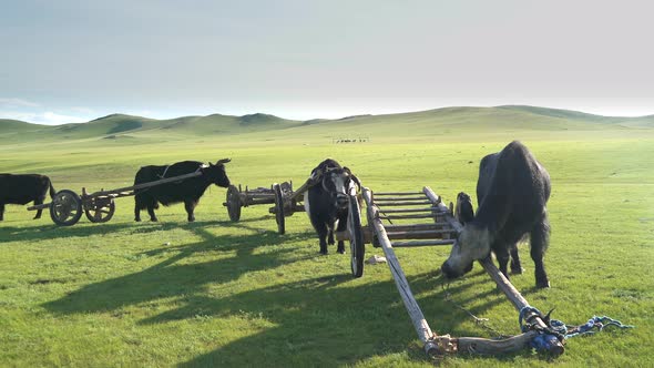 Traditional Tumbrel and Black Yak Steer in Rural Meadow