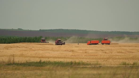 Combine Harvesters Working in a Wheat Field. Harvesting of Grain Crops