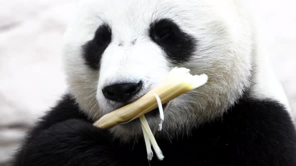 A Panda Sitting and Eating on a White Background