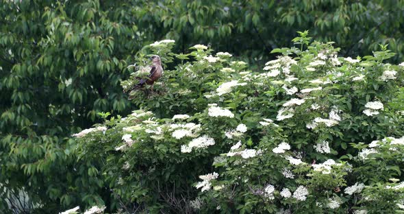 Marsh Harrier, Birds of prey, Europe Wildlife