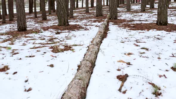 Pull Forward Along Fallen Dry Tree with Big Crooked Bitches and Brown Bark Lies in the Spring Forest