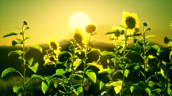 Big Beautiful Sunflowers at Sunset