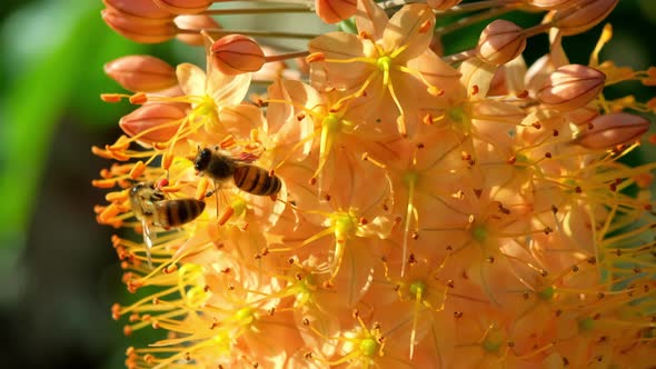 Close Up of European Honey Bees Flying Around Flowers and Collecting Nectar