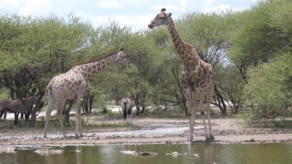 Two giraffe at a waterpool