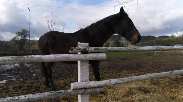 Horse on the farm