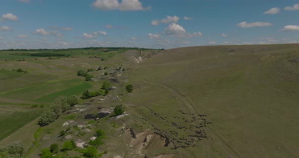 aerial shot of trinca canyon with flock of sheep