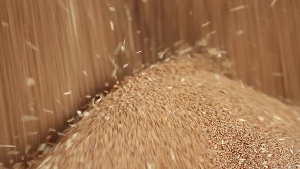 Wheat Grain Close-up.
