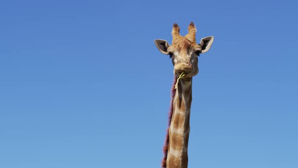 Close Up Footage of Wild Giraffe African Giraffe