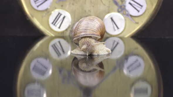 A snail is a mollusc with a single spiral shell