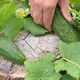 Harvesting cucumbers  - VideoHive Item for Sale
