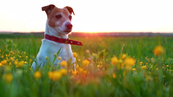 Jack Russel Terrier on Flowers Meadow