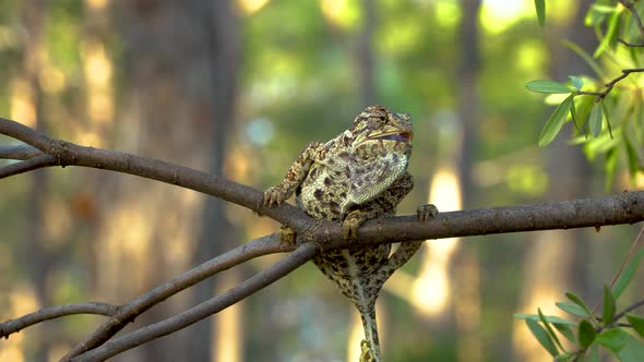 Hamelion in the Wild