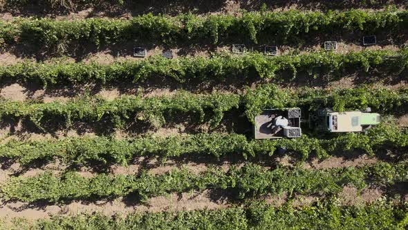 Countryside Farms, Vineyard Grapes, Aerial View of Grapes Harvest with Tractor