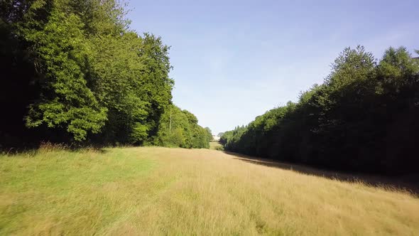 Fast moving shot along the ground over long grass between rows of trees