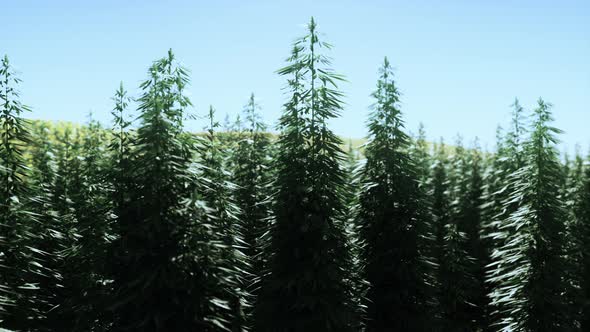 Green Canabis on Marihuana Field Farm