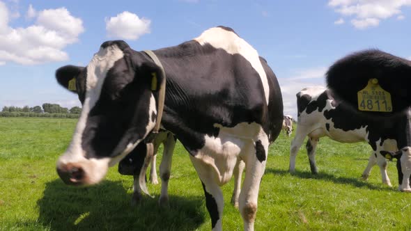 Black and white cows in the meadow grazing and looking around