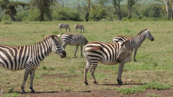 A herd of common zebras galopping in Serengeti National Park Tanzania - 4K