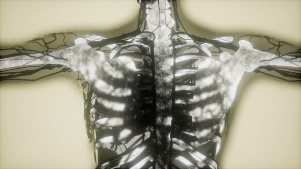 Human Skeleton Bones Scan Glowing