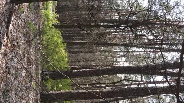 Vertical Video of Beautiful Forest Landscape Aerial View