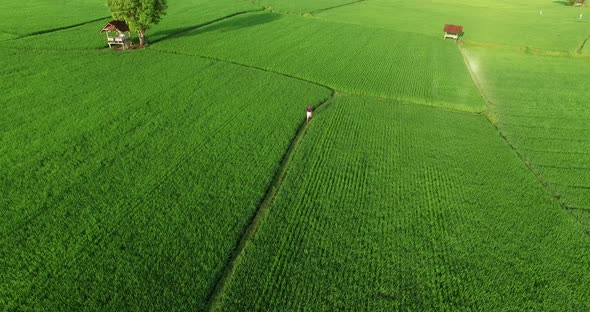 Aerial Rice Field