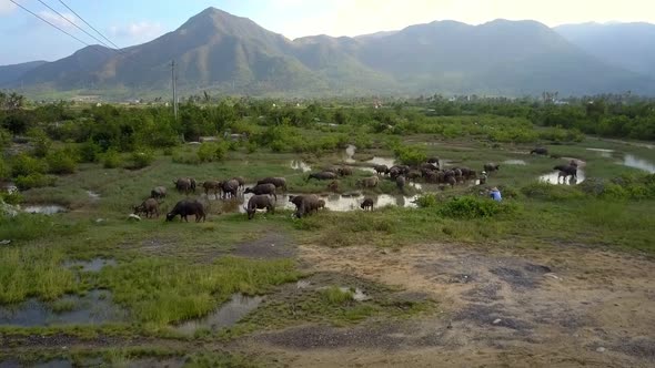 Buffaloes Graze on Meadow with Lake Aerial View