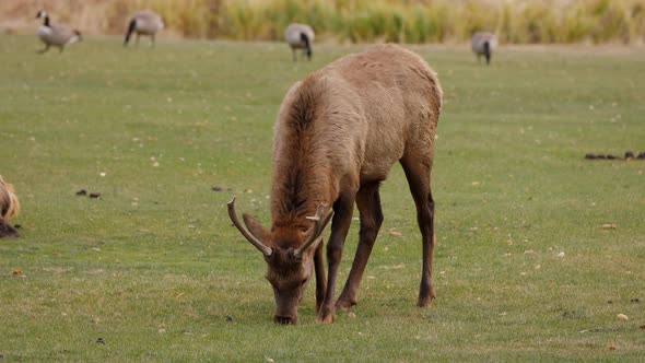 A herd of wild elks grazing on grass