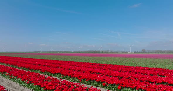 Rows of Yellow, red and Pink Tulips in Flevoland The Netherlands with wind turbines spinning.