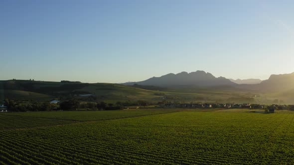 Sunrise over green vineyards with houses and mountains in background, Longlands Stellenbosch, Aerial