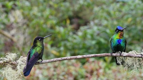 Costa Rica Fiery Throated Hummingbird (panterpe insignis) in Rainforest, Portrait of Active Birds Fl